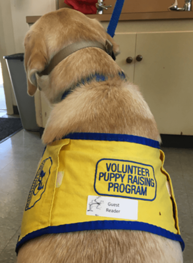 Close-up of the back of a yellow, short-haired service dog that is wearing a yellow vest that indicates, "Volunteer puppy raising program".