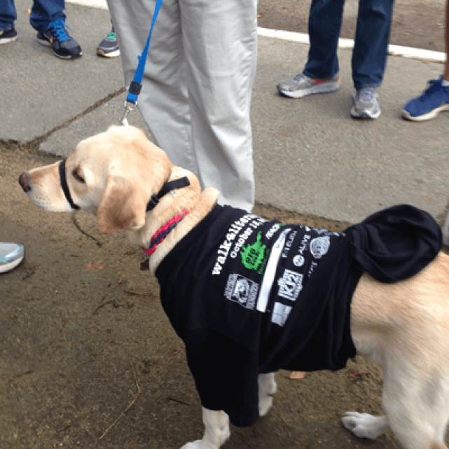 Close-up of a labrador dog on a leash wearing a human's black t-shirt with logos on the back.